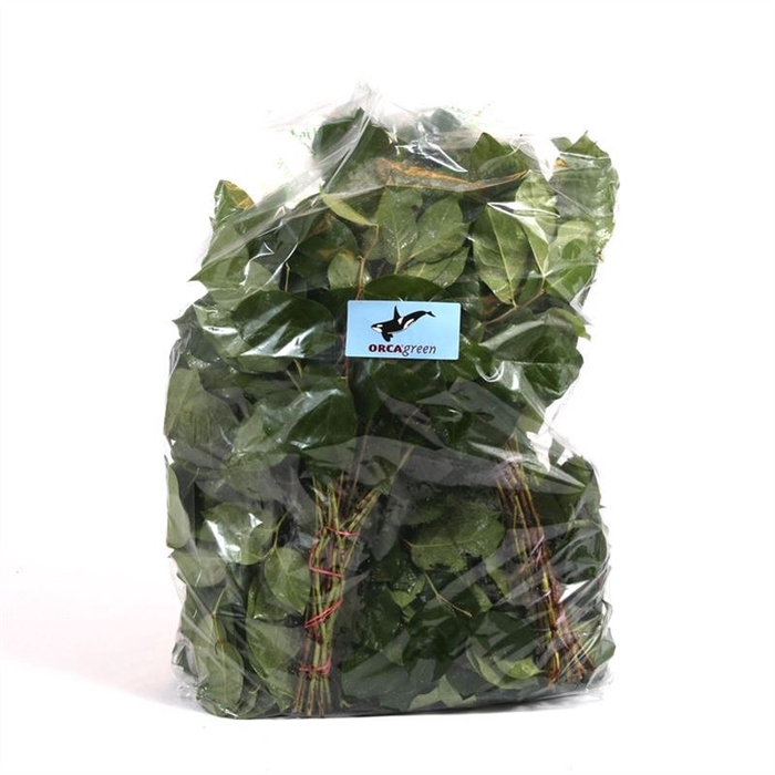 <h4>Salal Tip X5 Flowpack</h4>