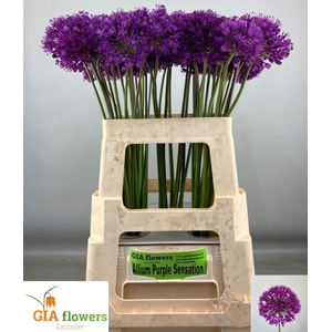 Allium Purple Sens