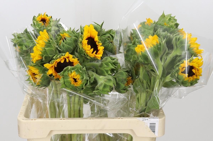<h4>Helianthus Orange Fire</h4>