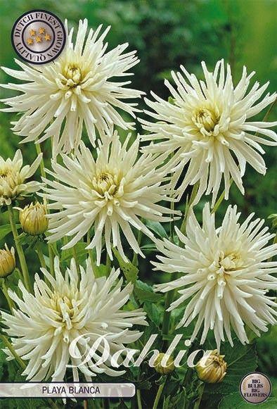<h4>Dahlia Playa Blanca x1 l</h4>