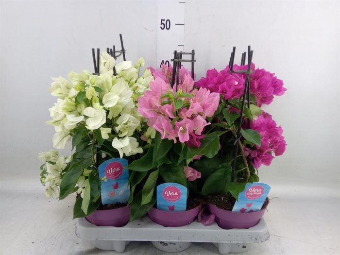 <h4>Bougainvillea   ...</h4>