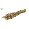 Triticale per bunch Gold