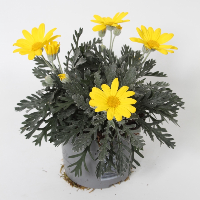 <h4>Euryops pectinatus p10,5</h4>