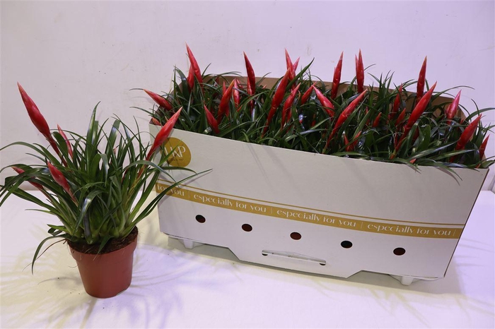 <h4>arr8 Vries Astrid</h4>