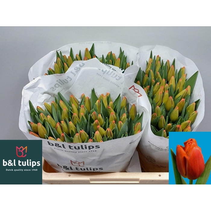 <h4>TU EN PALAZZO</h4>