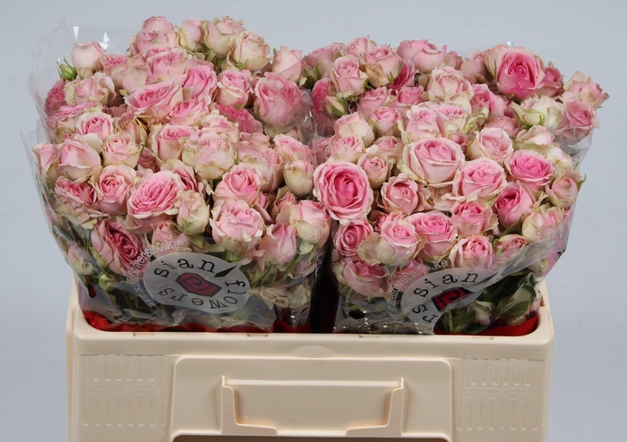 <h4>R TR DINARA</h4>