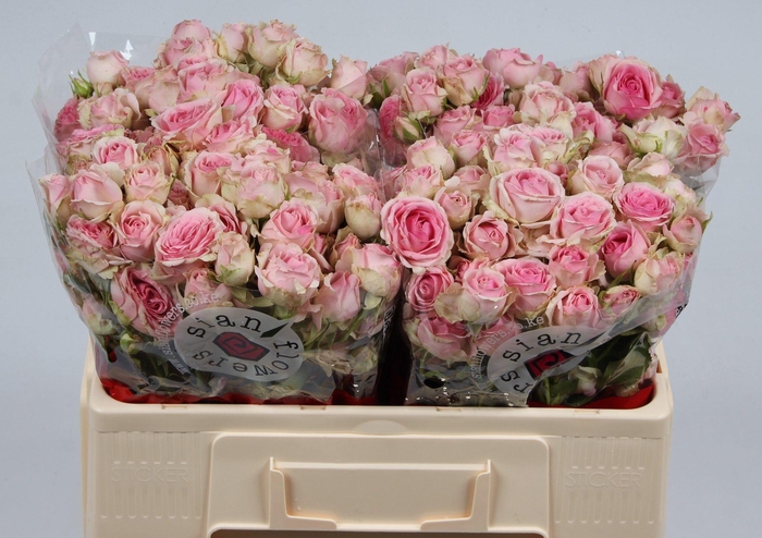 <h4>R TR DINARA</h4>