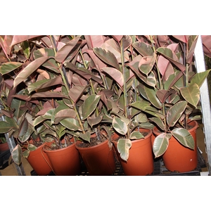 FICUS ELASTICA RUBY P23 MIN 3 HT