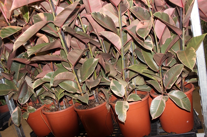 <h4>FICUS ELASTICA RUBY P23 MIN 3 HT</h4>