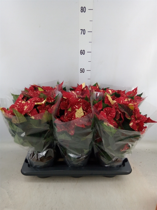 <h4>Euphorbia pulc. 'Superba New Glitt'</h4>