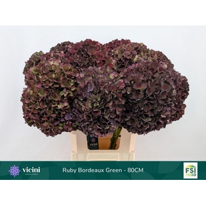 HYDR M MAG RUBY CL P