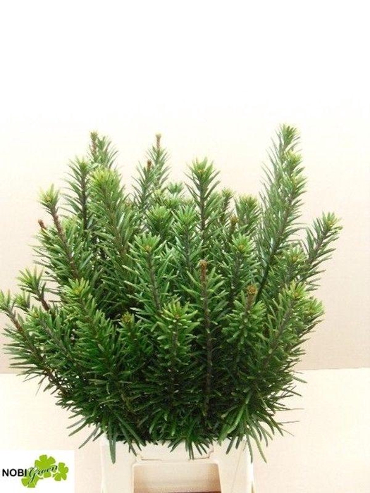 <h4>TAXUS BA FASTIGIATA#</h4>