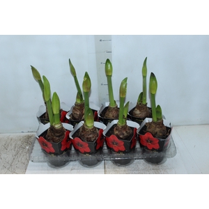 AMARYLLIS P14 VERMELHO MIN 2 HT