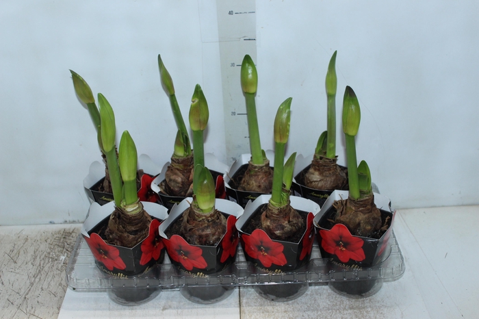 <h4>AMARYLLIS P14 VERMELHO MIN 2 HT</h4>