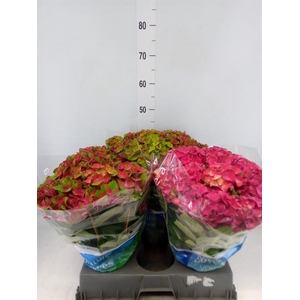 Hydrangea mac.   ...