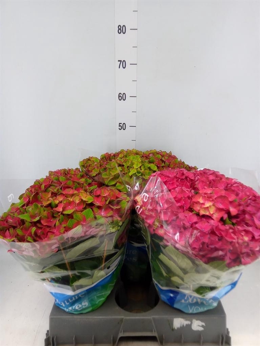 <h4>Hydrangea mac.   ...</h4>