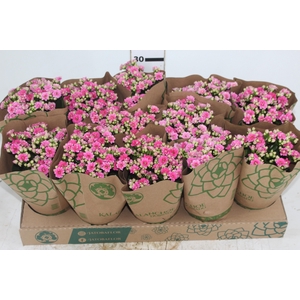 KALANCHOE DOBRADO P11 ROSA