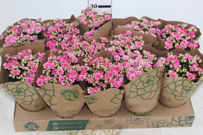 <h4>KALANCHOE DOBRADO P11 ROSA</h4>