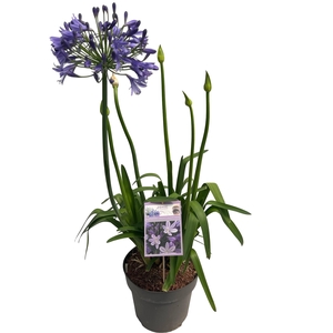 Agapanthus 'Megan's Mauve' sense