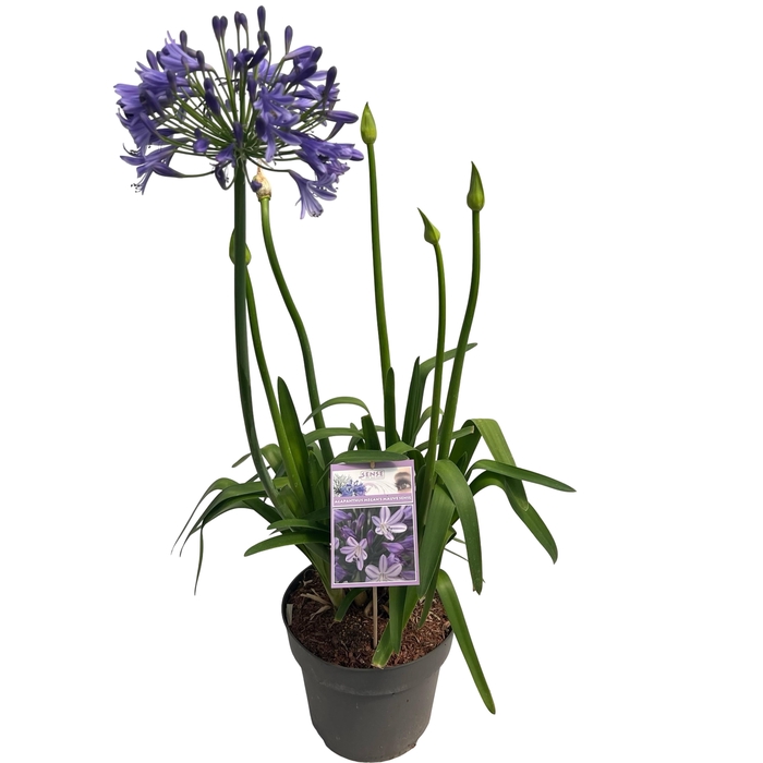 <h4>Agapanthus 'Megan's Mauve' sense</h4>