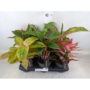 Aglaonema   ...