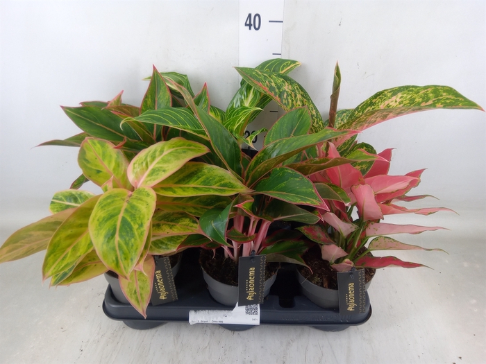 <h4>Aglaonema   ...</h4>
