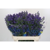 Aster Baby Parade
