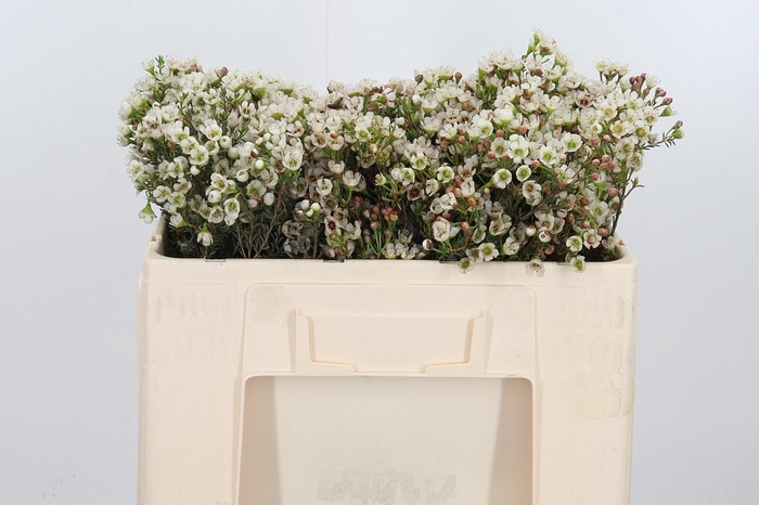 <h4>Chame Un Ella</h4>