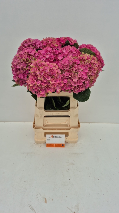 <h4>Hydr Coral Pink</h4>