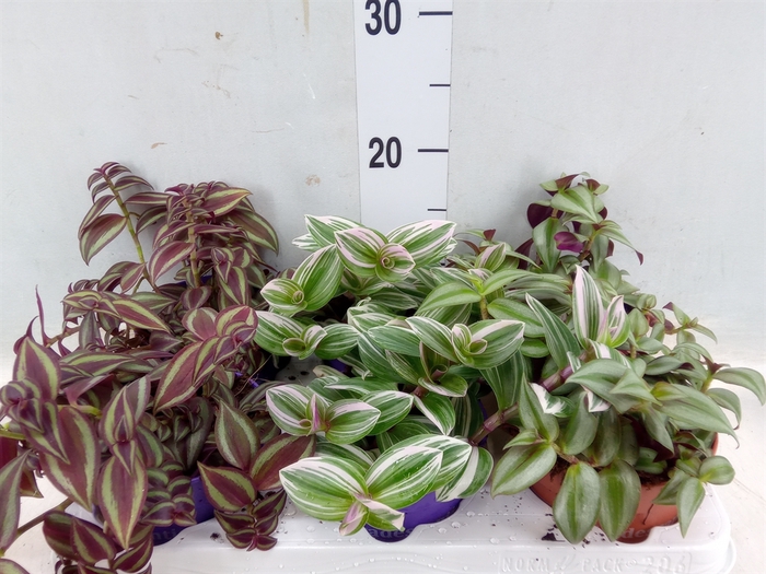 <h4>Tradescantia   ...mix</h4>