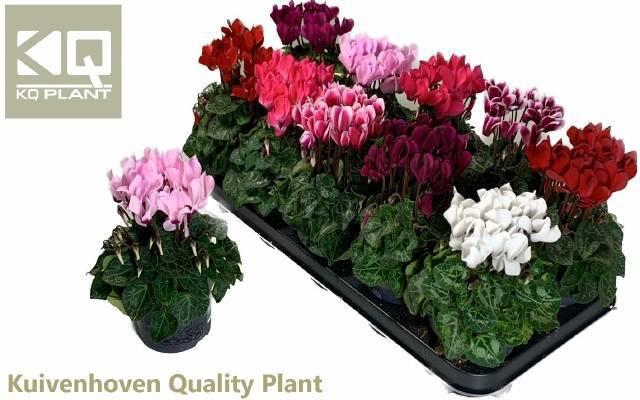 <h4>CYCL KL SUP COMPACT</h4>