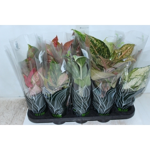 AGLAONEMA VARIADA P12 PREMIUM