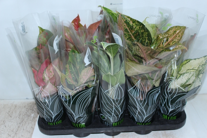 <h4>AGLAONEMA VARIADA P12 PREMIUM</h4>