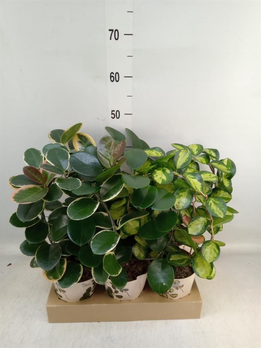 <h4>Hoya ...mix</h4>