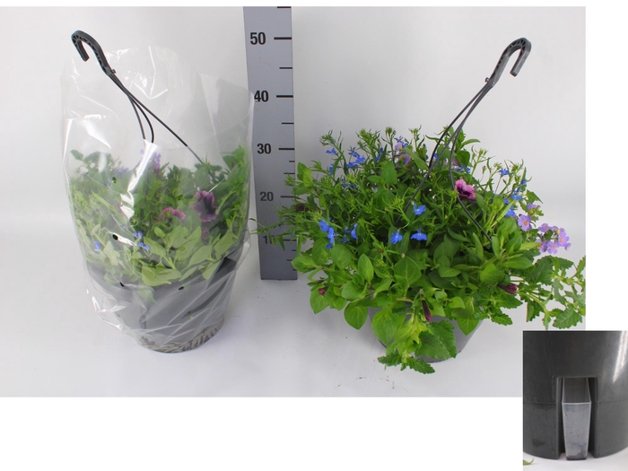 <h4>HANGING BASKETS</h4>