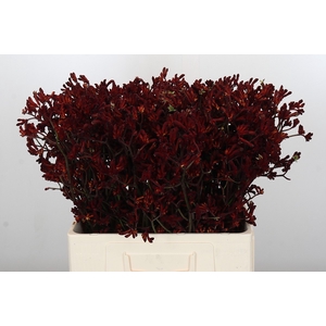 Anigozanthos Bush Ruby