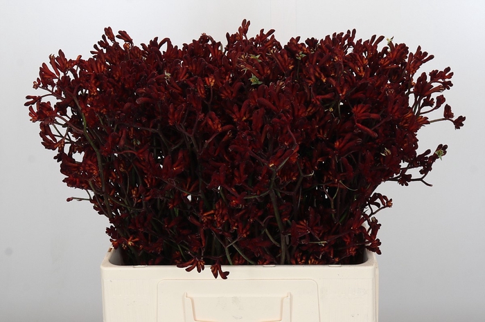 Anigozanthos Bush Ruby