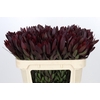Leucadendron Saf Sunset Dark R.