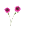Scabiosa Fuchsia