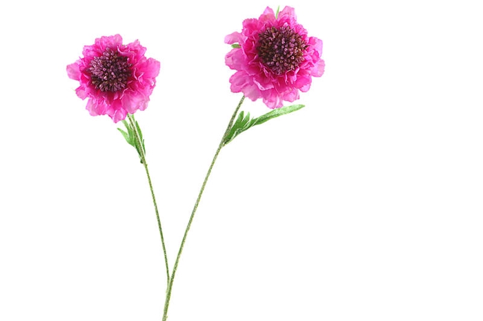 Scabiosa Fuchsia