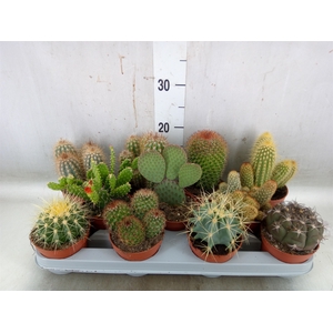 Cactus   ...mix