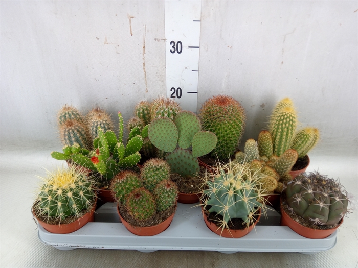 <h4>Cactus   ...mix</h4>