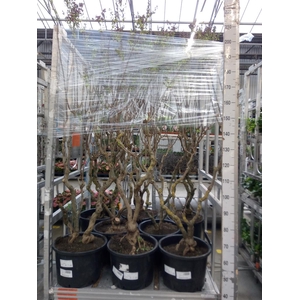 Syringa vulg. 'Sensation'