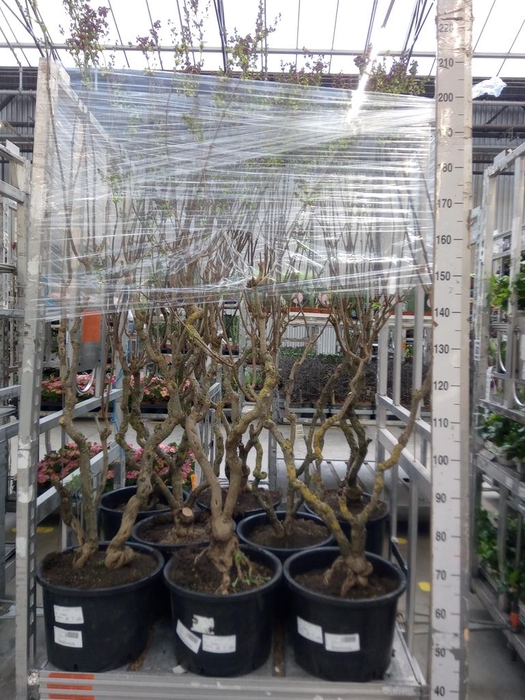 <h4>Syringa vulg. 'Sensation'</h4>