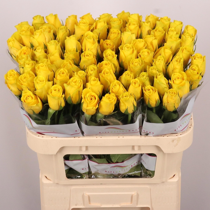 <h4>R GR GOLDFINCH</h4>