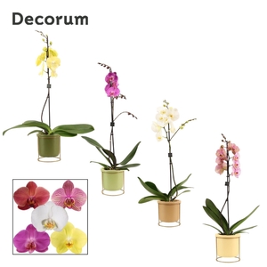 Phalaenopsis 1 tak 9+ mix in Lynn (Silent moods-collection)