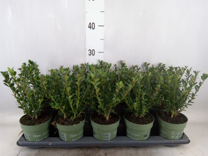 <h4>Ilex crenata 'Jenny'</h4>