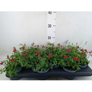 Diascia  'FlyColors Upright Red'