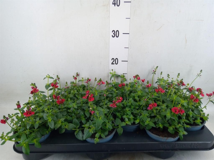 <h4>Diascia  'FlyColors Upright Red'</h4>