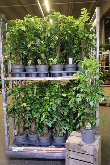 <h4>arr8 Phil Overig</h4>